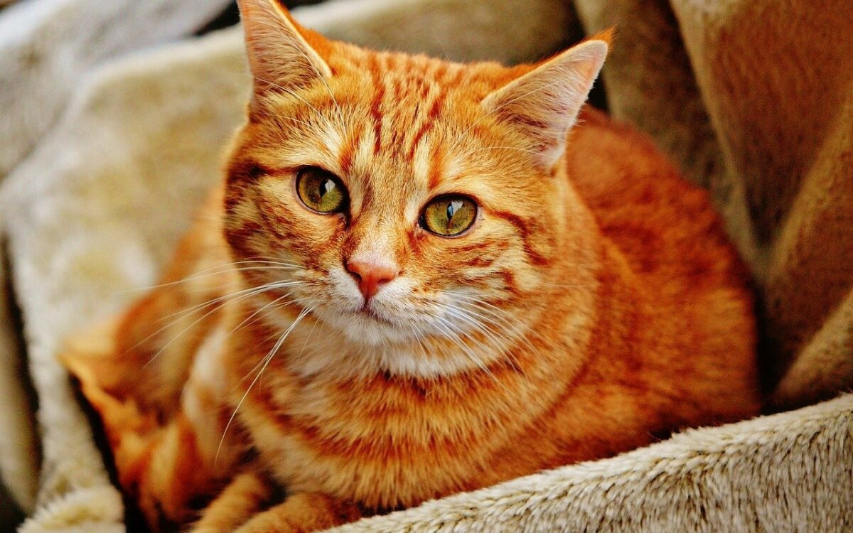 Orangefarbene Katze sitzt in kuscheligem Körbchen und schaut in die Kamera Orangefarbene Katze sitzt in kuscheligem Körbchen und schaut in die Kamera